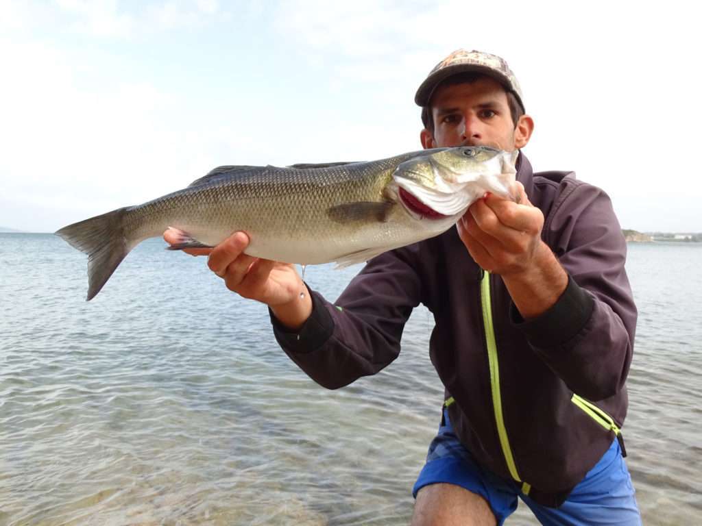 Les pêches en weightless permettent de prendre du bar dans les zones shallows