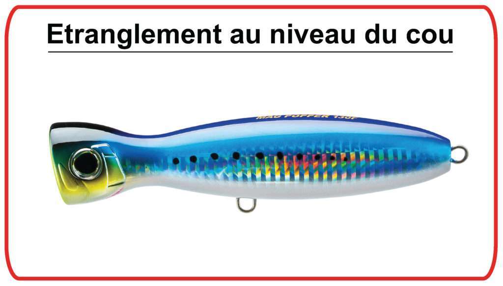 Etranglement au niveau du cou qui favorise la création d’un fort sillage