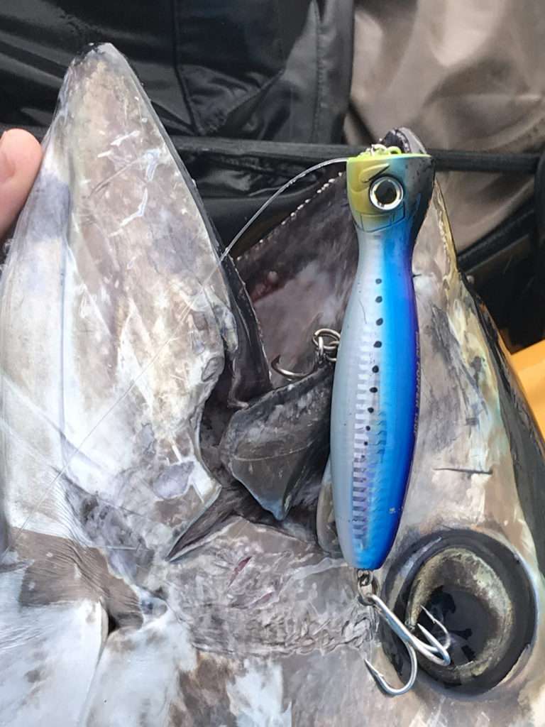 Le nouveau Mag Popper est idéal pour la pêche du thon rouge