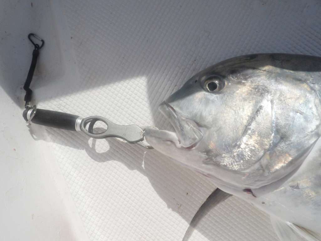 Un bon fish grip comme le Scale Explorer Tackle permet d’éloigner sa main de la puissante mâchoire d’une carangue