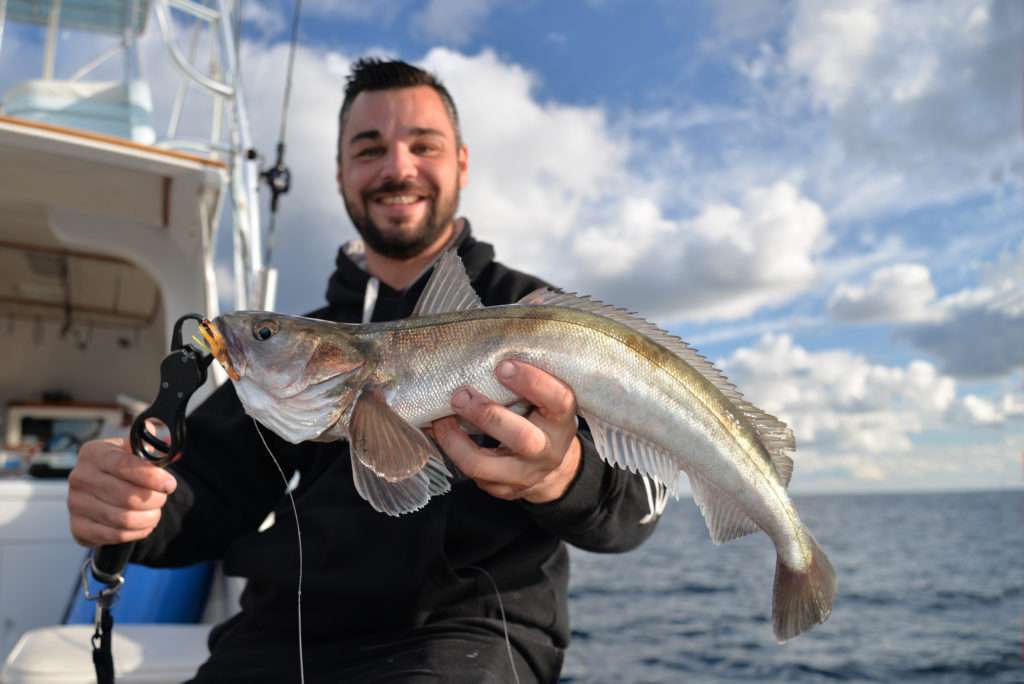 Avec les dents ultra pointues de ce merlu, un bon fish grip est indispensable ! 