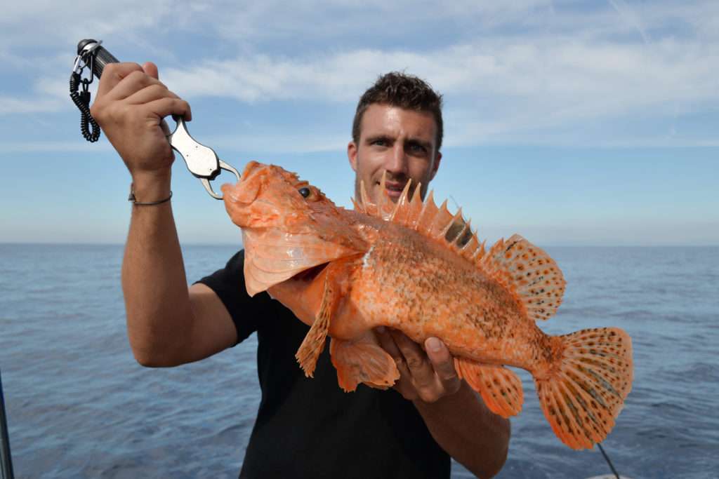 Le Fish Grip Scale permet de manipuler des poissons aux épines venimeuses tels que ce gros chapon