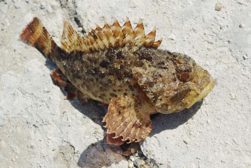 Le fish grip Scale permet d’éviter de se faire piquer par des poissons venimeux tels que que cette rascasse !