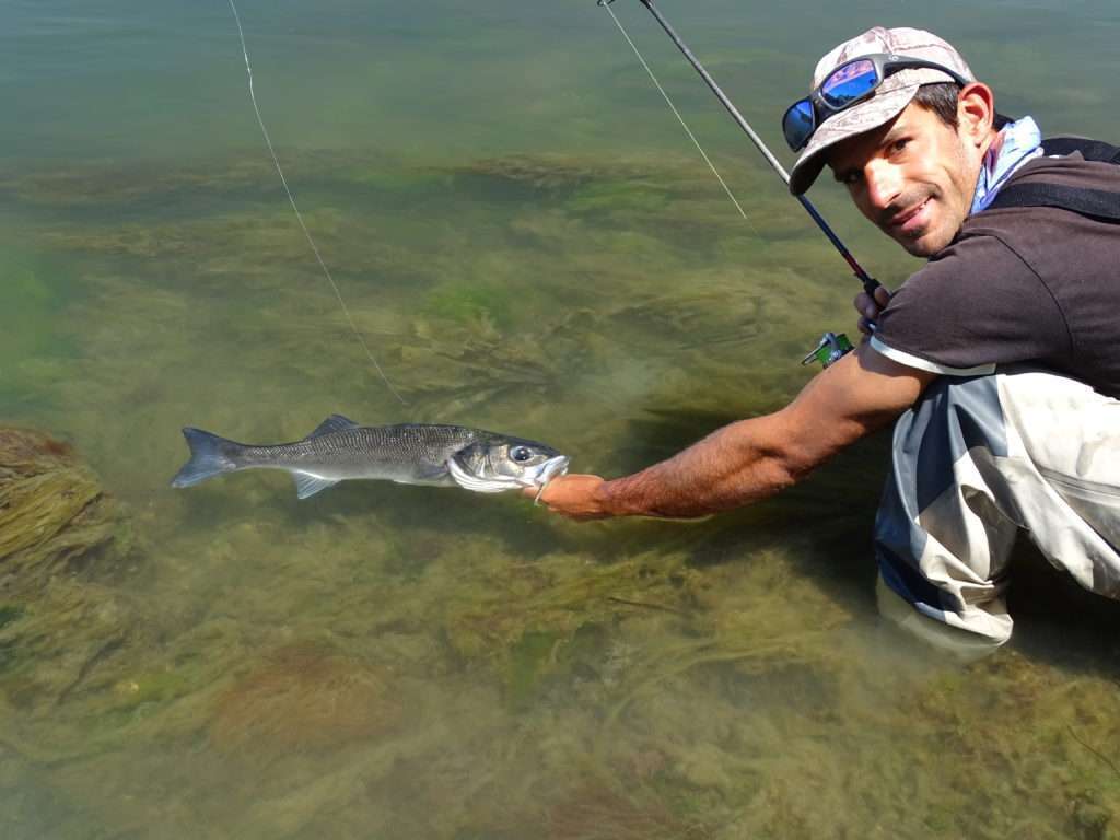 Bar pris en linéaire par Etienne avec un Pulse 3’’ monté sur une tête Finess Nose Jig Head Scratch Tackle