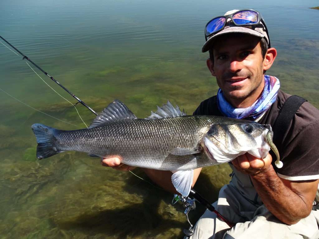 Joli bar pris par Etienne avec un Pulse 9 cm monté sur une tête texane Finess Nose Jig Head