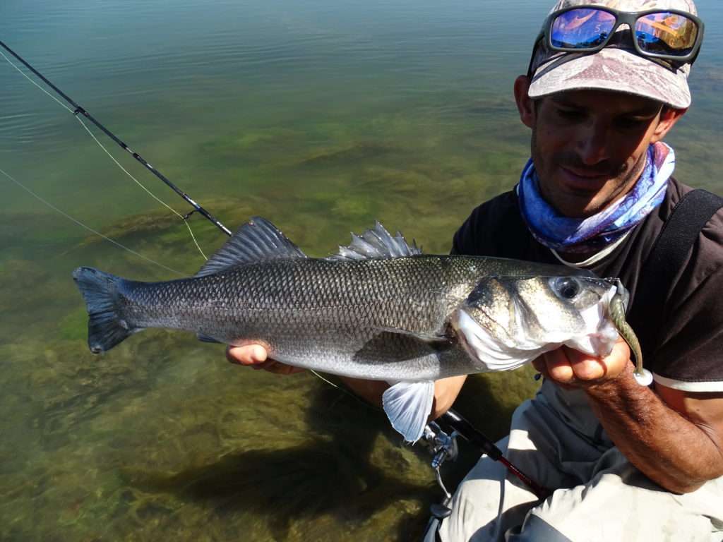 Joli bar pris par Etienne avec un Pulse 9 cm monté sur une tête texane Finess Nose Jig Head