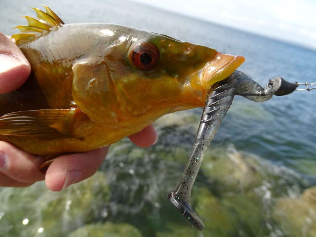 On peut également prendre des vieilles avec le combo Pulse Yum / tête Finess Nose Jig Head Scratch Tackle