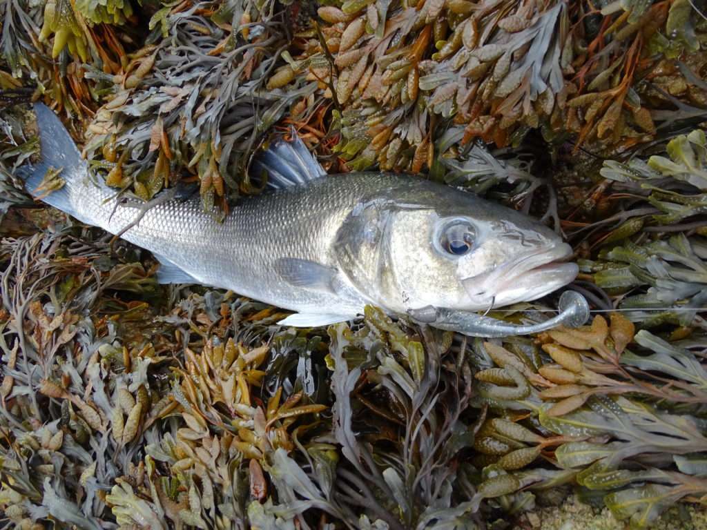 La tête Finess Nose Jig Head Scratch Tackle permet de pêcher sans accrocher dans les herbiers