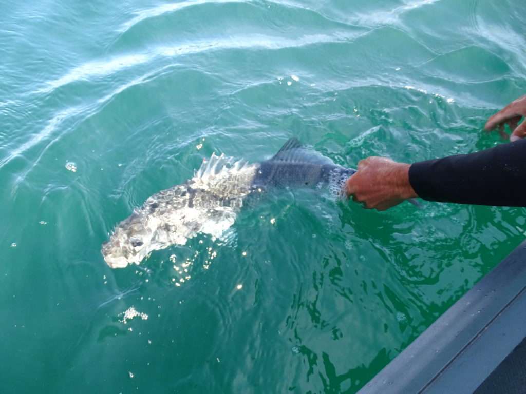 « Le poisson que vous remettez à l’eau est un cadeau que vous faites à un autre pêcheur » Lee Wulf