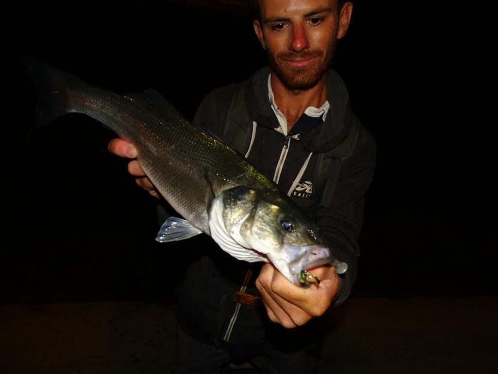 Joli bar pris par Colin en pêche fine à l’Elite Shiner 