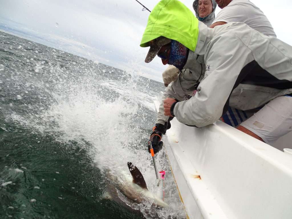 Etienne enlevant les triples d’un Bull Pop de la mâchoire d’un requin avec la pince dégorgeoir !