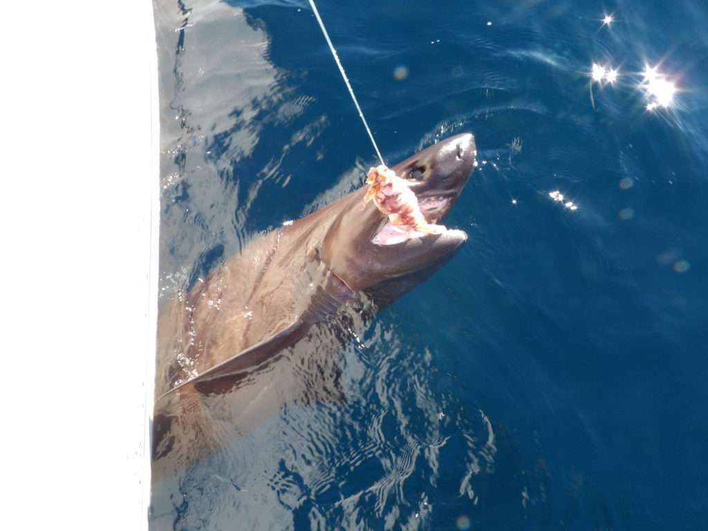 La mâchoire d’un requin griset avec ses 6 rangées de dents triangulaires : danger ! 