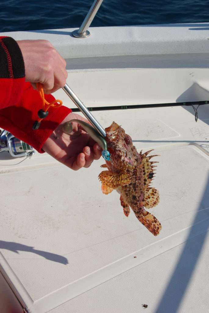 Le chapon est un poisson venimeux à manipuler avec précaution