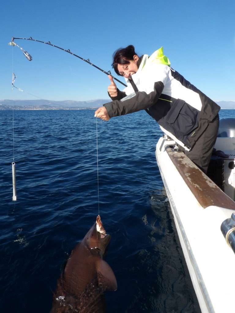 Requin griset estimé à 3 m pour 150 kg: attention à vos mains !