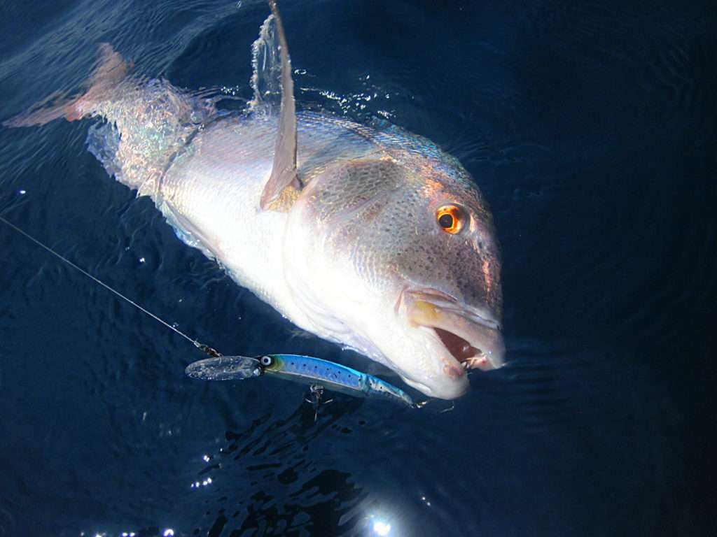 Magnifique denti pris en traînant en kayak un Crystal Minnow DD Yo-Zuri