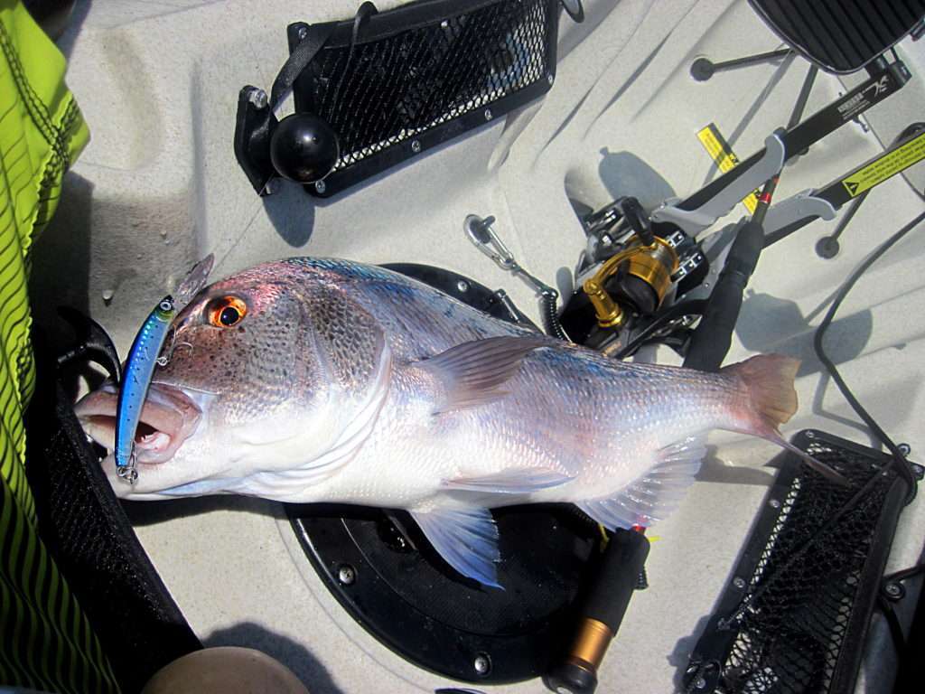 Magnifique denti pris en traînant en kayak un Crystal Minnow DD Yo-Zuri