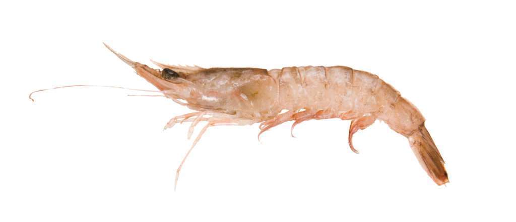 Gambas ou crevette