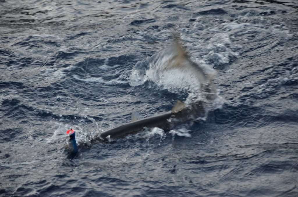 Grosse attaque d’un barracuda sur un Bull Pop Yo-Zuri ! 