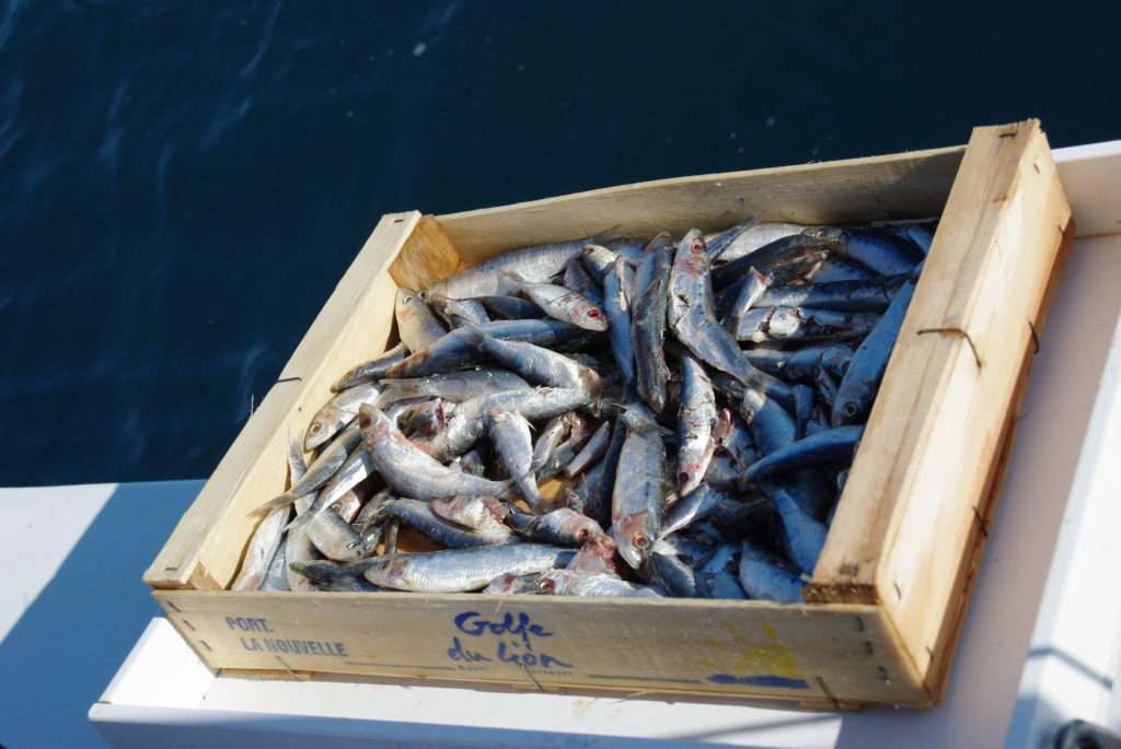 Les ciseaux coupe-queue sont très utiles pour couper les sardines lors d’une pêche au broumé