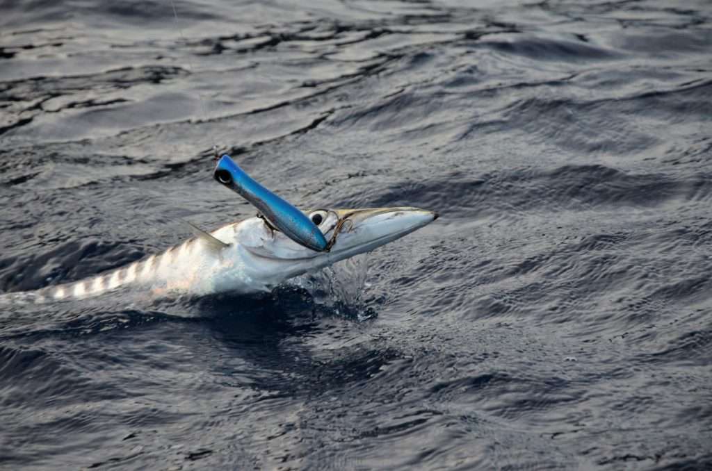 Beau combat d’un barracuda pris au Bull Pop Yo-Zuri !