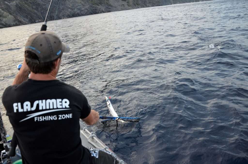 Une large épuisette comme l’épuisette Big Fish Alu Flashmer sera recommandée pour les barracudas ! 