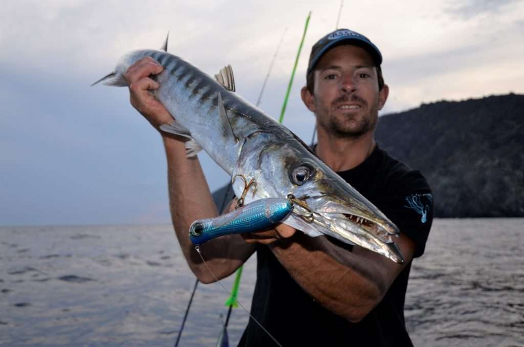 Magnifique barracuda pris au Bull Pop Yo-Zuri  par Vincent ! 