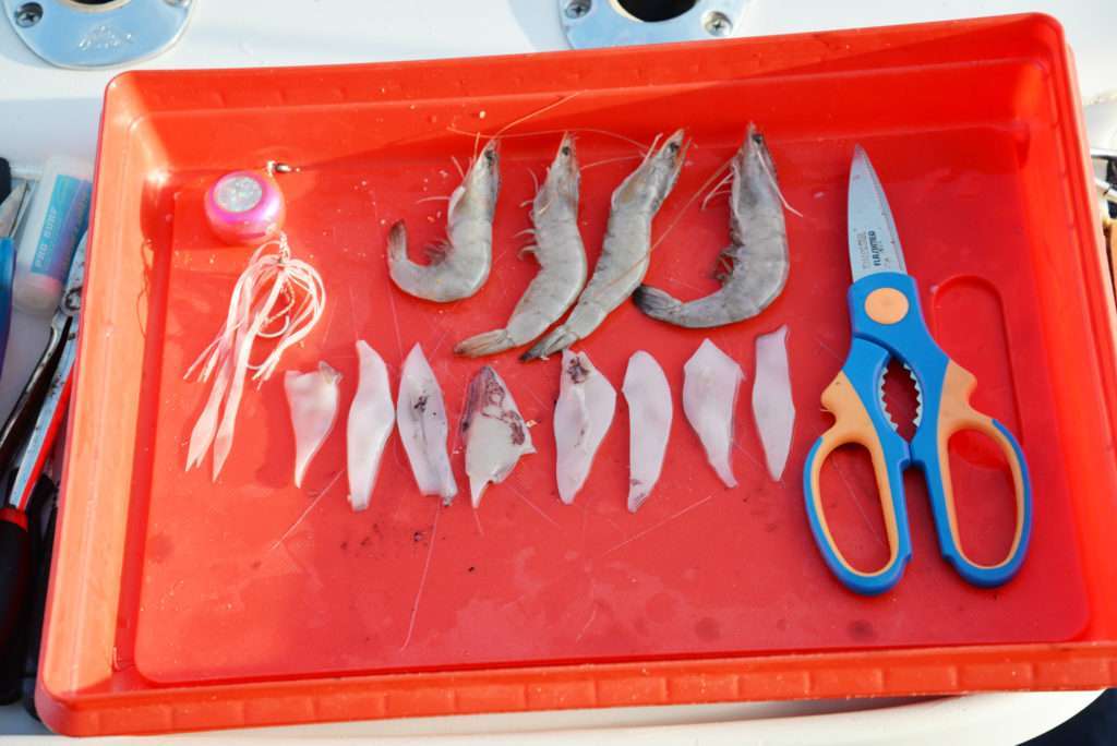 Les ciseaux coupe-queue permettent de couper des lanières de calamar et ces gambas pour pêcher au kabura