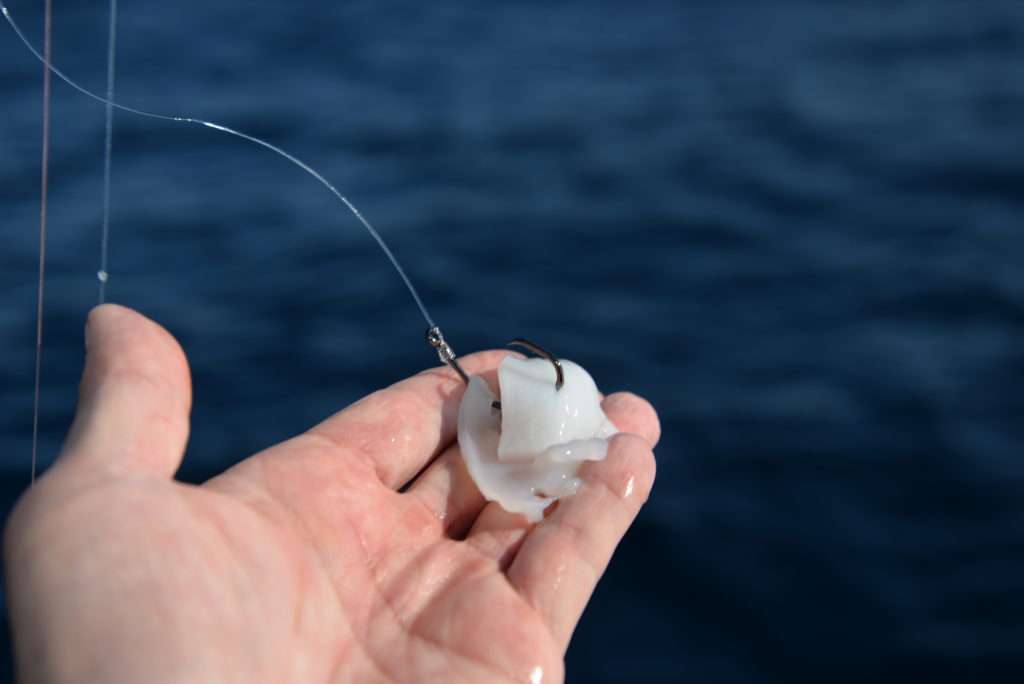 Les lanières de calamars eschant ce circle hook ont été coupées avec les ciseaux coupe-queue Flashmer