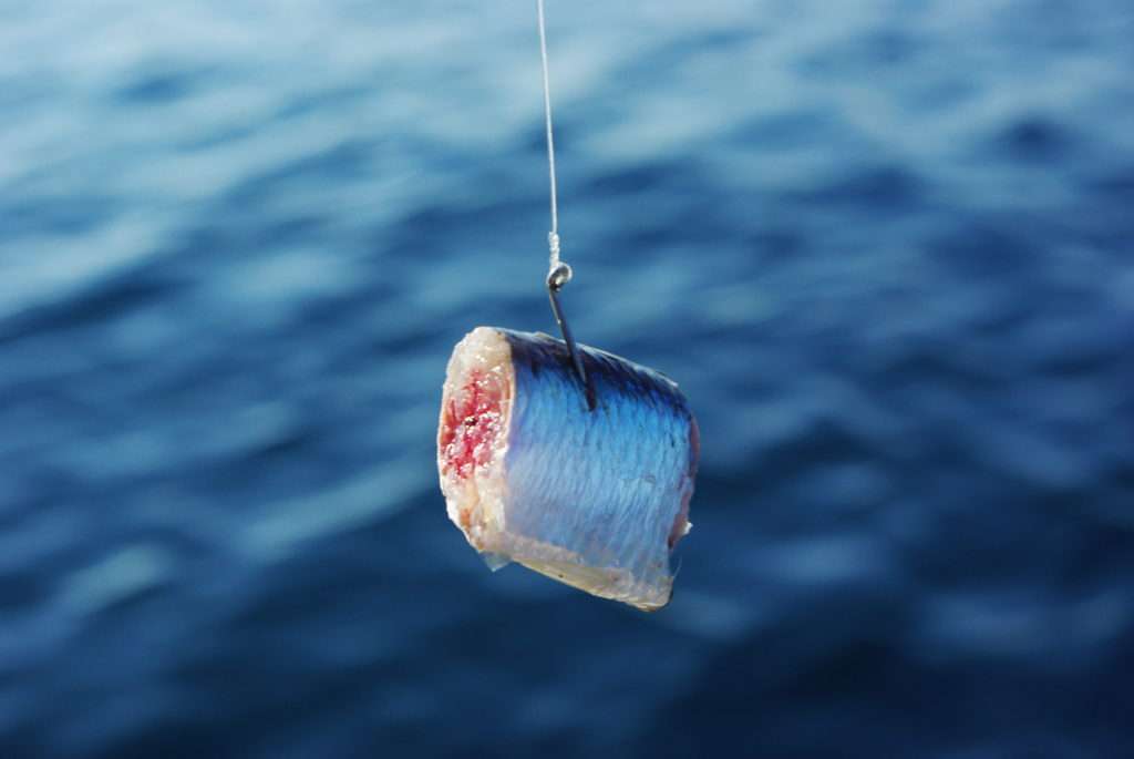 Les ciseaux coupe-queue vous permettront de découper les sardines en tronçons