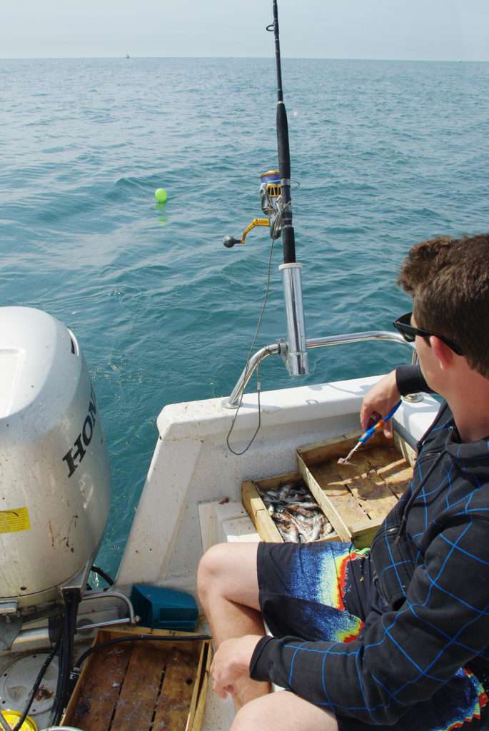 En pêche au broumé, les ciseaux coupe-queue coupent la sardine…