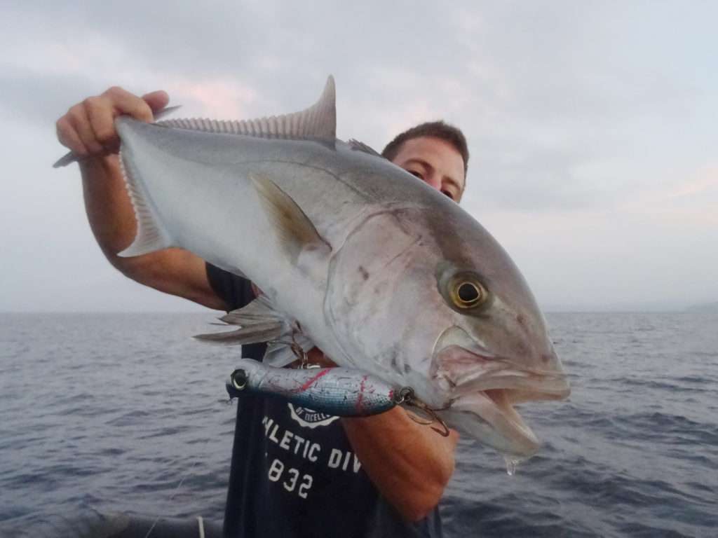 Cette sériole prise par Vincent au Bull Pop est un véritable poisson trophée ! 