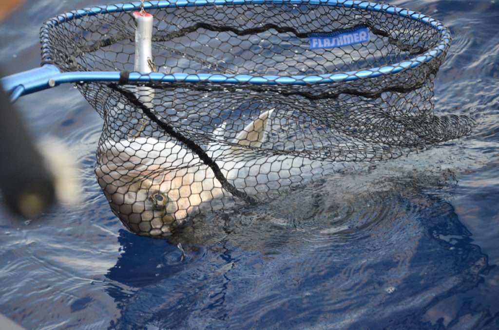 Une épuisette au panier large telle que l’Alu Big Fish Flashmer sera recommandée pour la sériole !