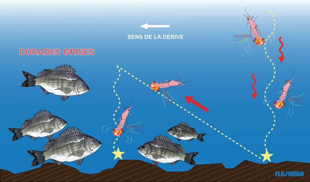 Avec la dérive du bateau, le tenya se soulève. En relâchant la ligne, il redescend en vacillant.