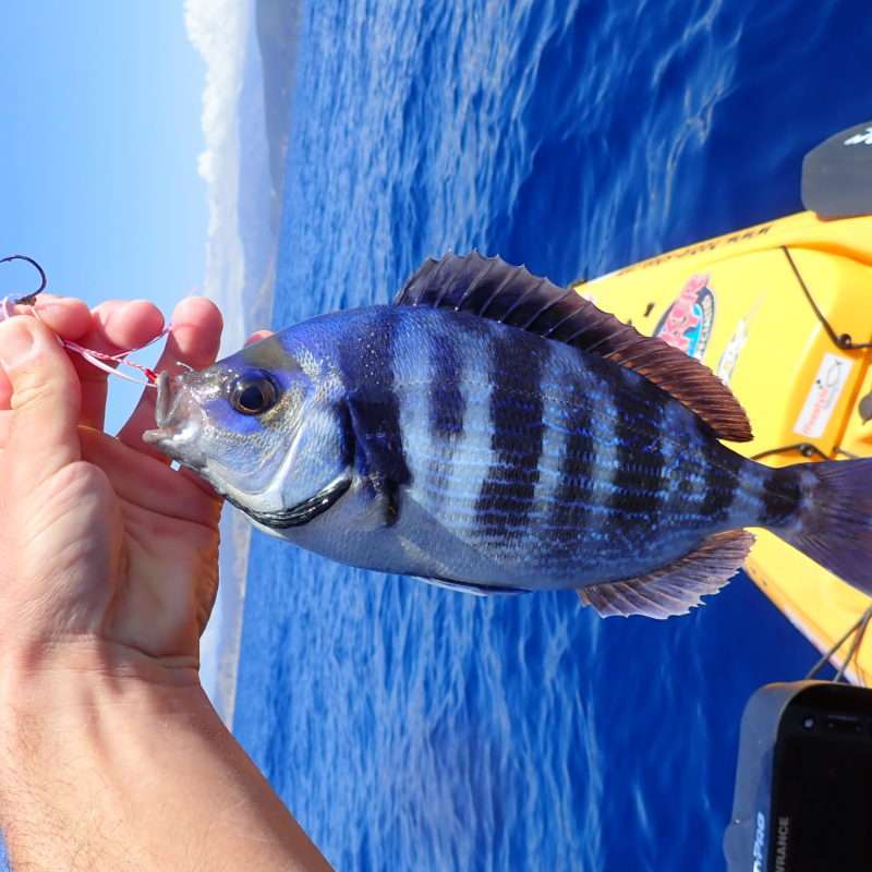 Grâce à ses petits hameçons, l’Explorer Deep Bream permet de ferrer les sparidés à petite gueule