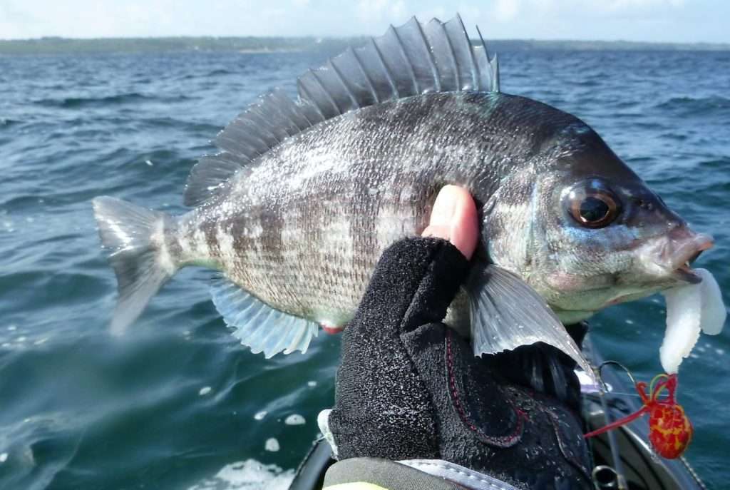 Dorade grise prise au Tenya Explorer Deep Bream esché avec une lanière de calamar