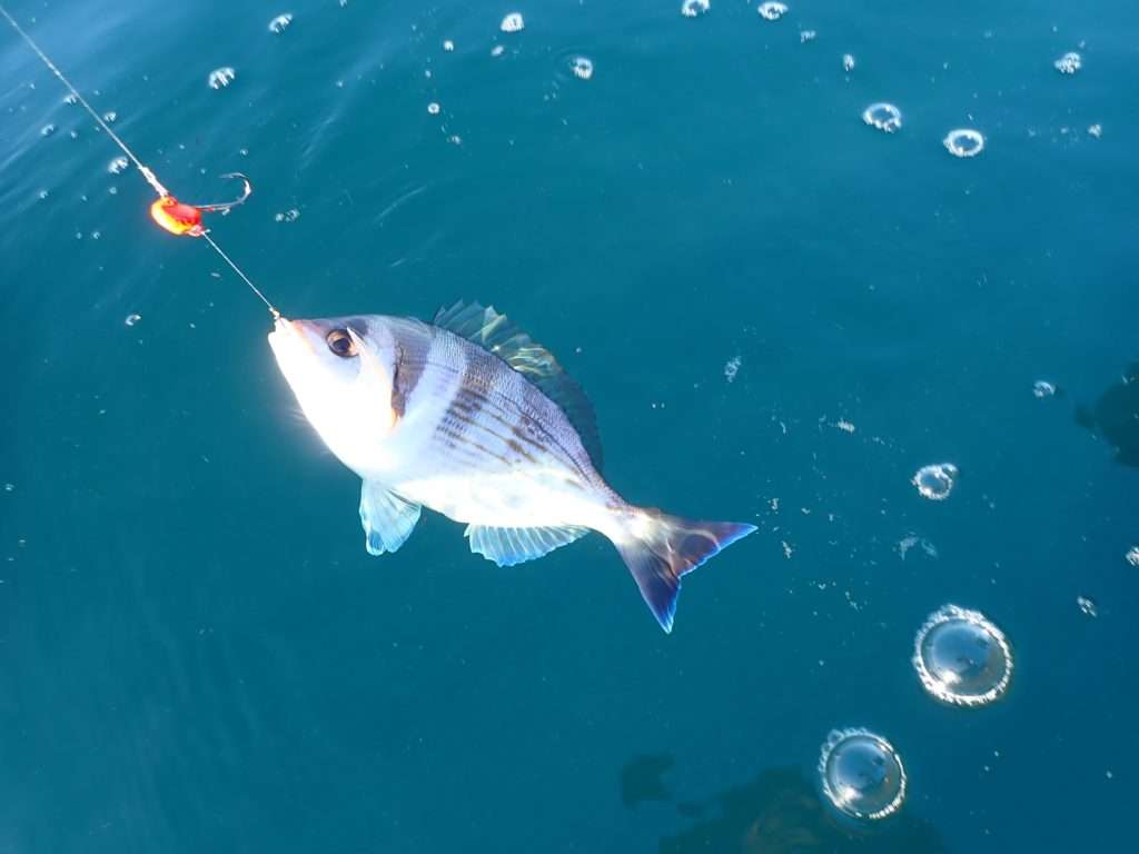 Dorade grise pêchée au tenya Deep Bream esché avec une Gambas 