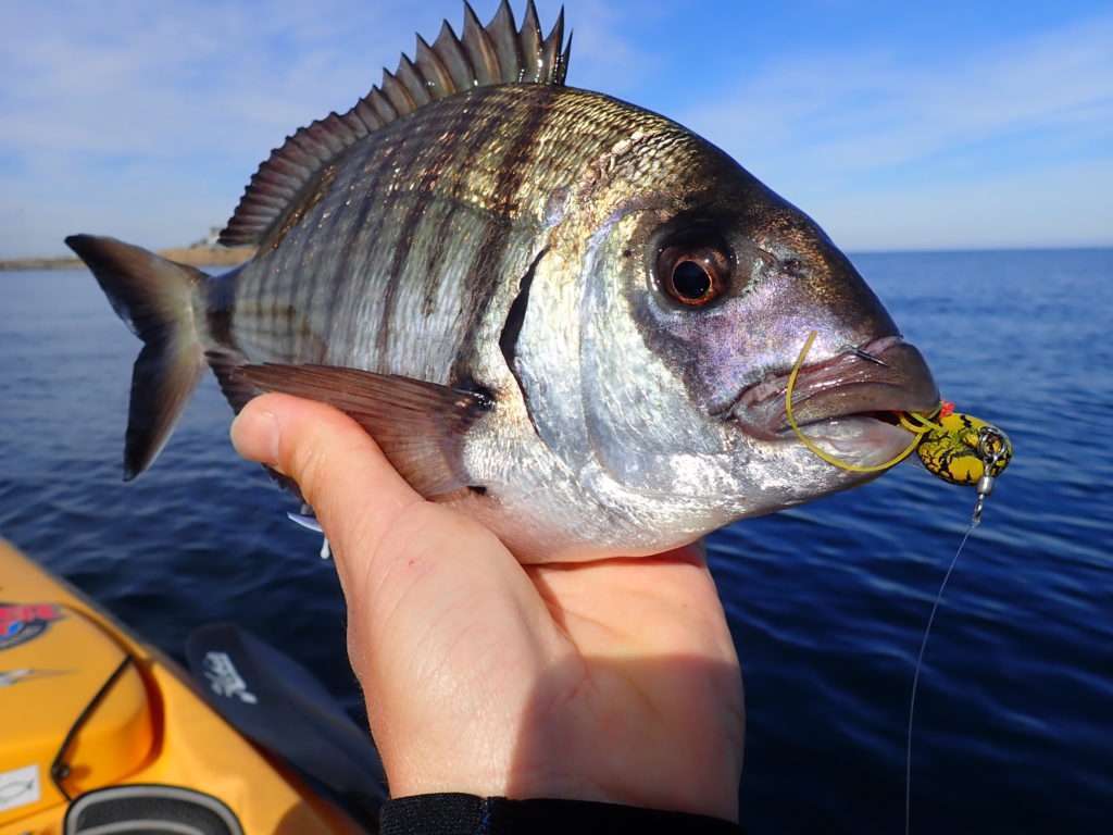 Les sars vivant en bancs, il n’est pas rare de multiplier les prises avec un Explorer Deep Bream !