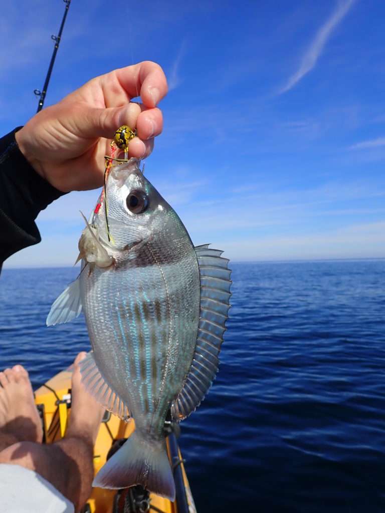 Une autre belle dorade grise prise à l’Explorer Deep Bream !