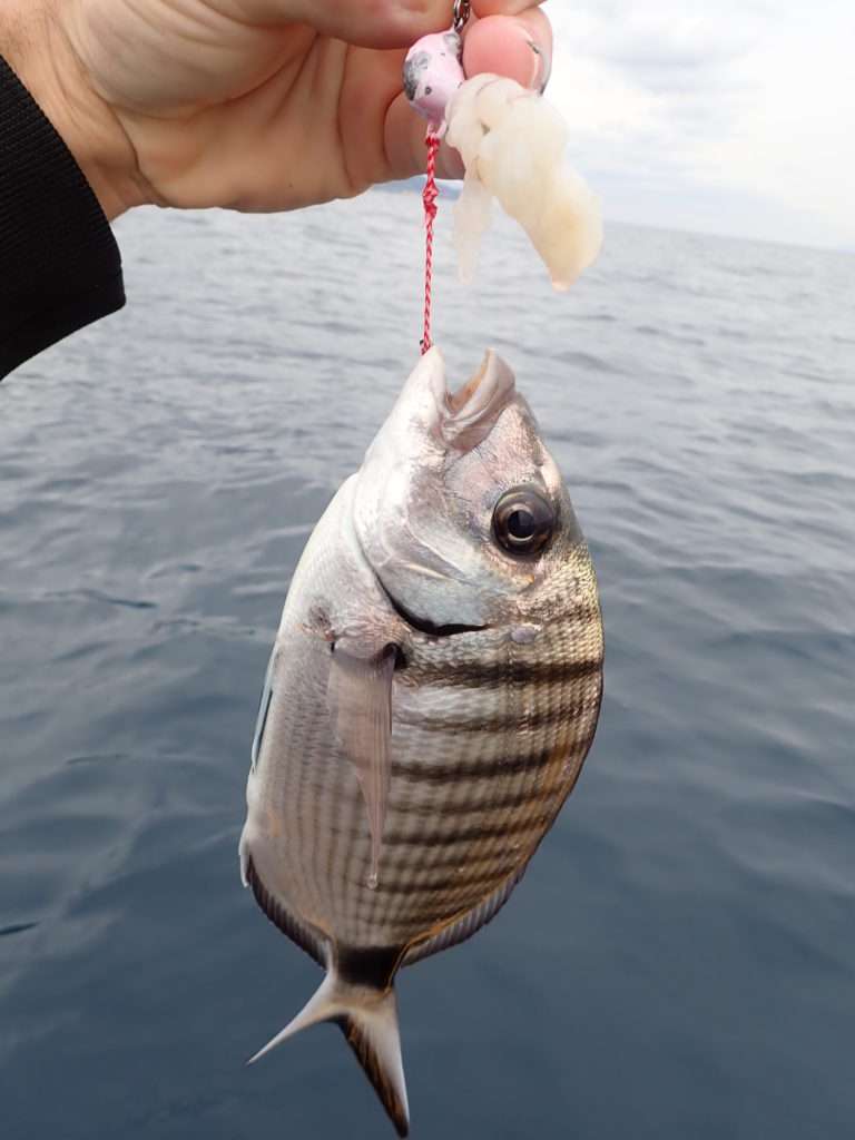 Ce type de sar peut être difficile à ferrer sans un tenya Explorer Deep Bream !