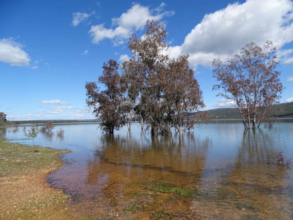 Les arbres immergés sont de bons postes pour pêcher les carnassiers en drop shot