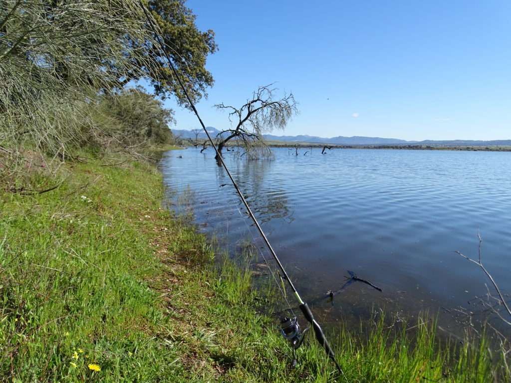 Les rives abruptes et boisées sont de très bons spots à prospecter en drop shot ! 