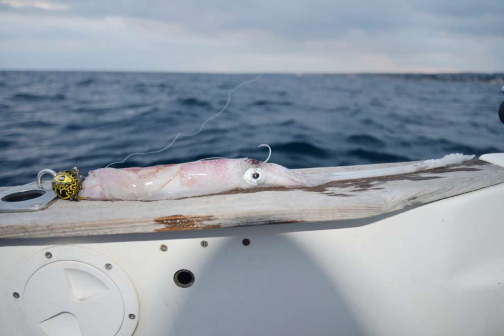 Calamar monté sur un Explorer Fireball avec un stinger