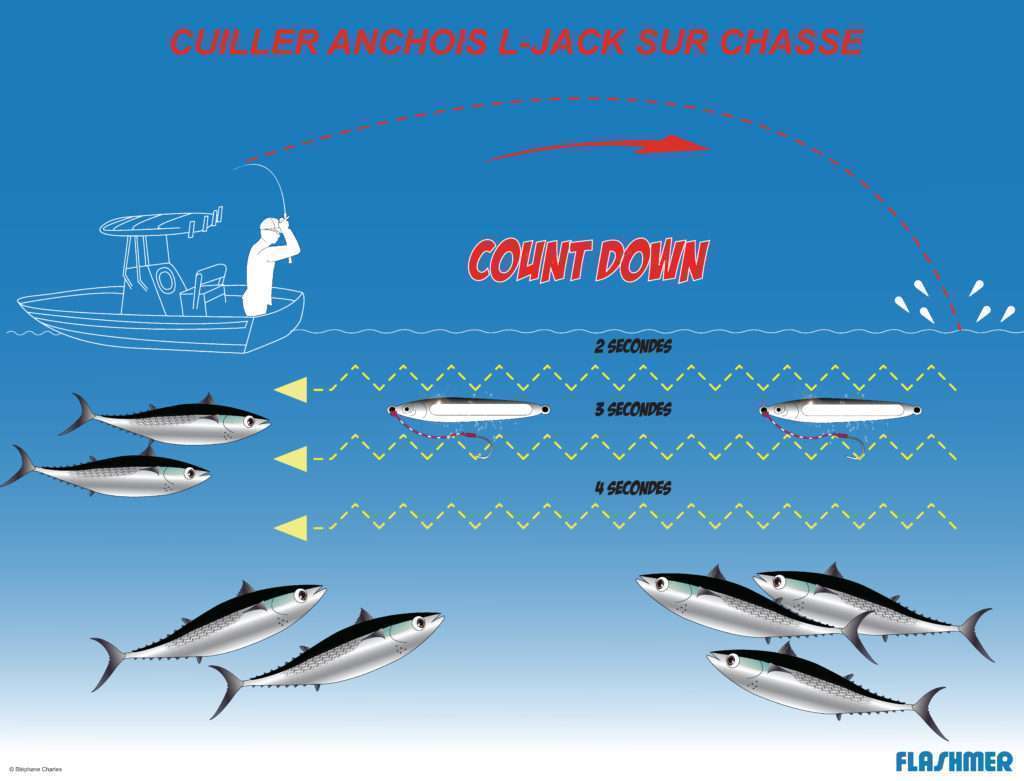 Cuiller anchois L-Jack : pêche en count down
