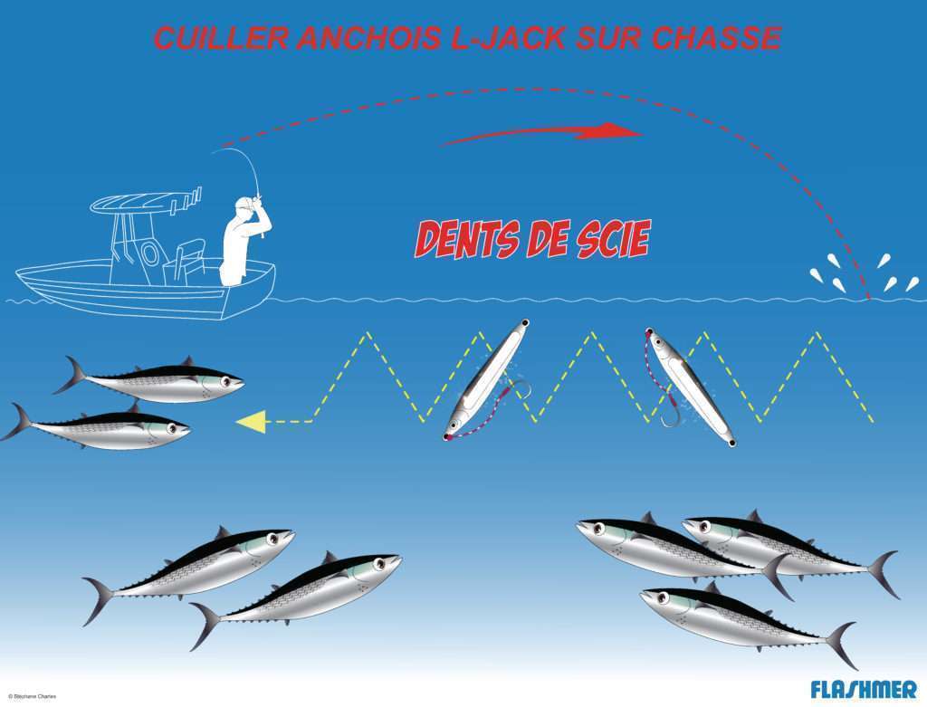 Cuiller anchois L-Jack : pêche en dents de scie