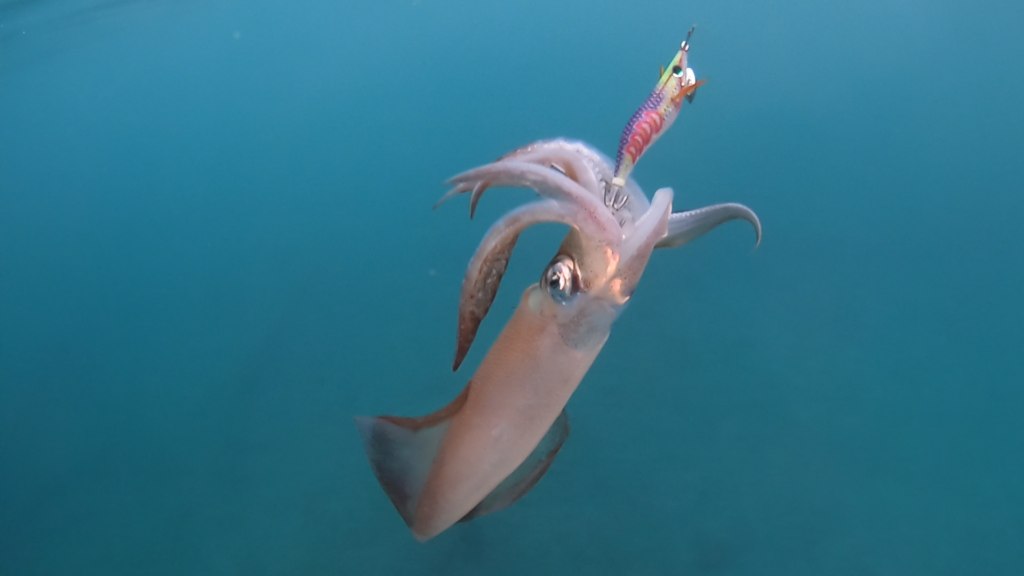 Encore un beau calamar pris à l’Aurie-Q Search Double Glow Yo-Zuri !