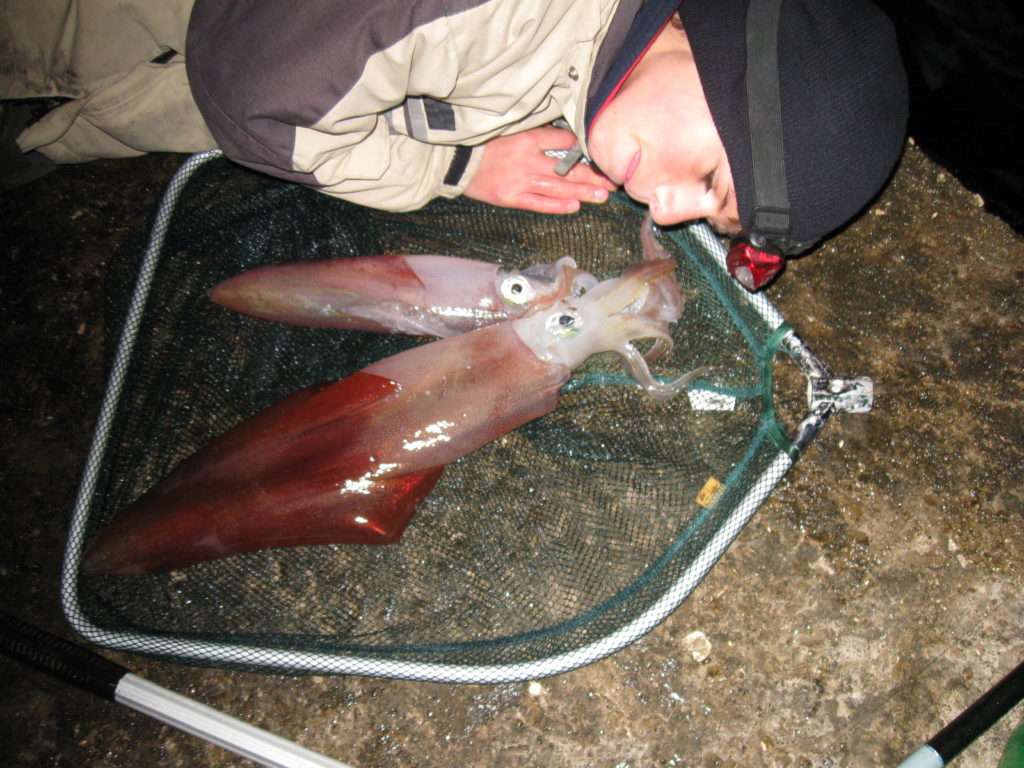 La pêche du calamar au bouchon lumineux