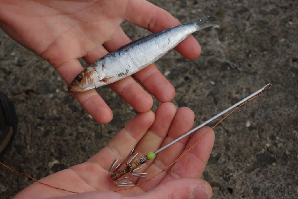 La sardine est le poisson appât généralement utilisé pour pêcher le calamar au bouchon
