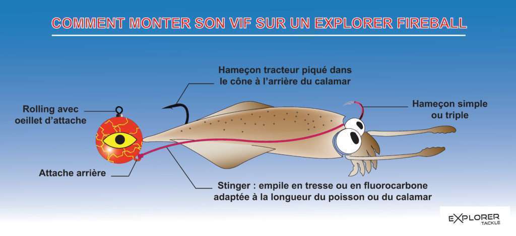 Comment monter un calamar sur un Explorer Fireball Explorer Tackle