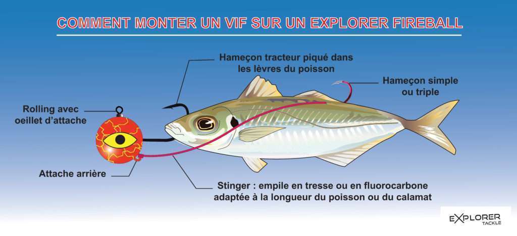 Comment monter un vif sur un Explorer Fireball Explorer Tackle