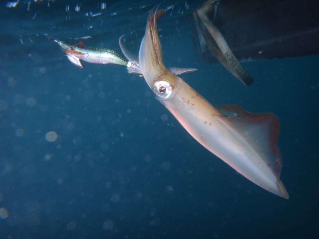 Joli calamar pris avec une animation en bichi bachi